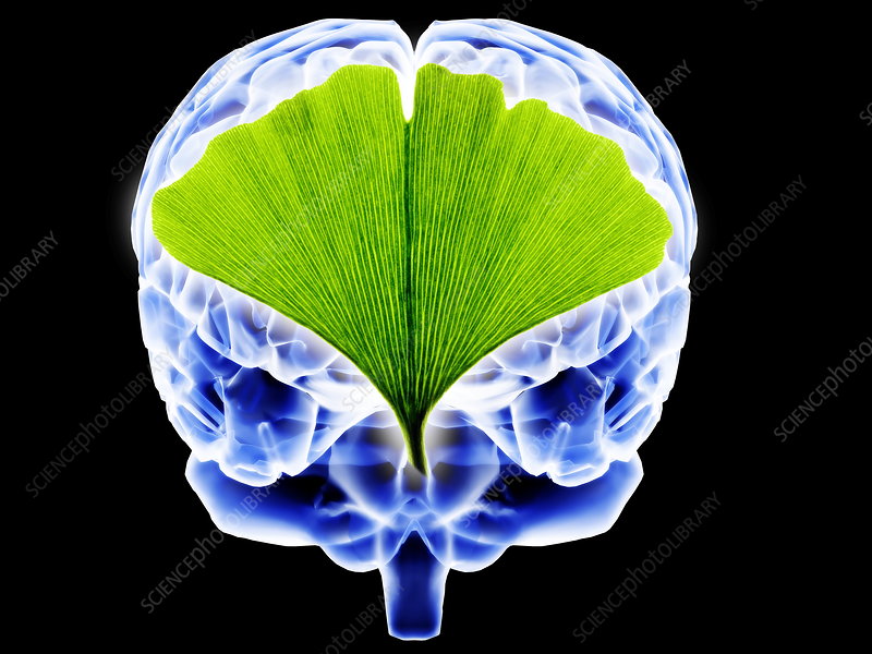 Nurturing Your Brain: The Path to Enhanced Cognitive Wellness - Attentiv