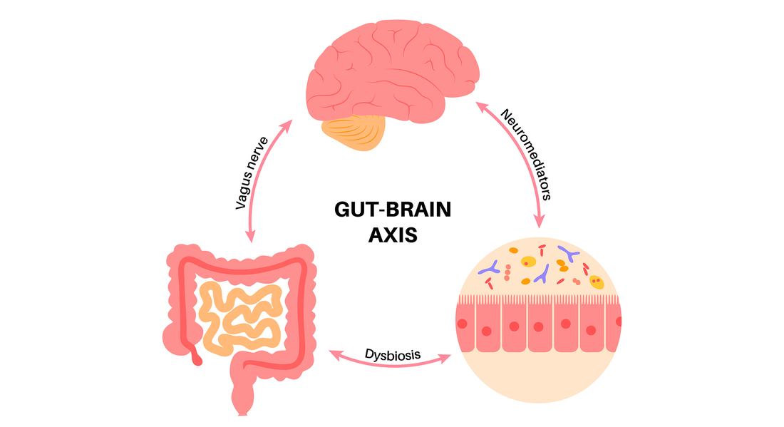 Understanding the Gut-Brain Axis: How It Affects Children's Health and ADHD